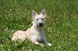 BOUVIER DES ARDENNES 439